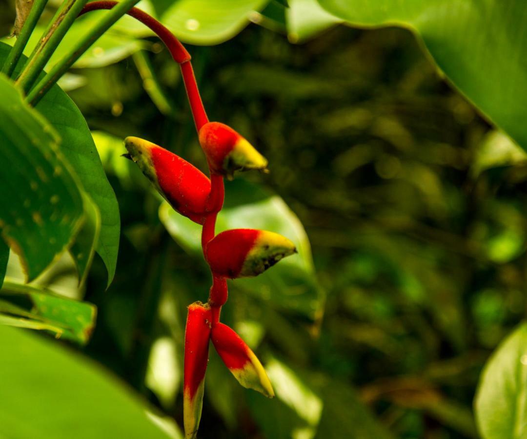 Casa Tucanes Manuel Antonio Exteriér fotografie